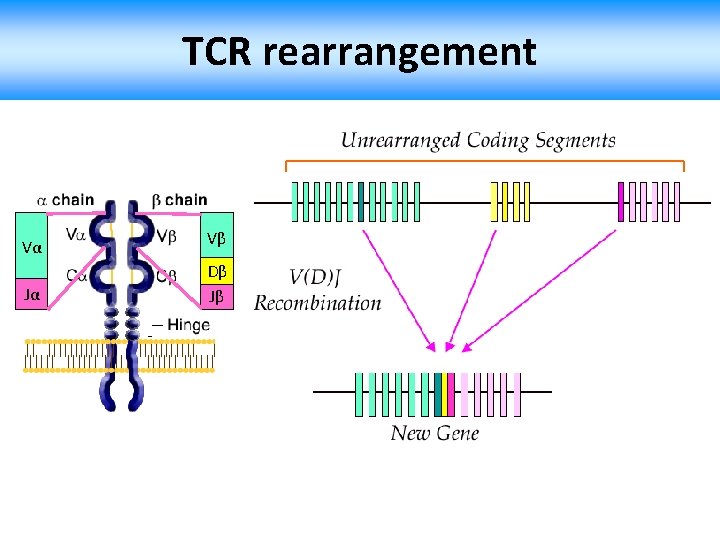 TCR rearrangement Vα Vβ Jα Dβ Jβ 