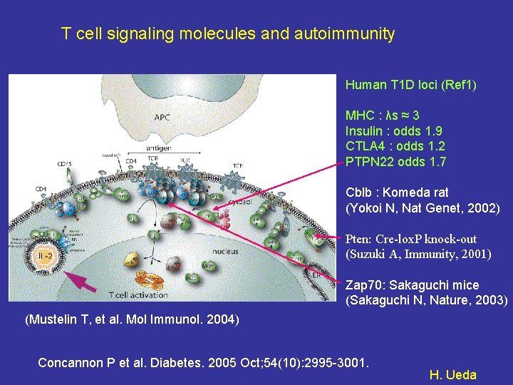 T cell signaling molecules and autoimmunity Human T 1 D loci (Ref 1) MHC
