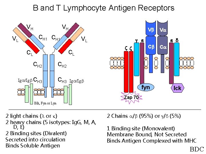 B and T Lymphocyte Antigen Receptors VH VH V CH 1 VL VL CL