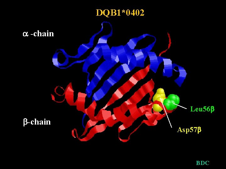 DQB 1*0402 -chain Leu 56 -chain BDC Asp 57 BDC 