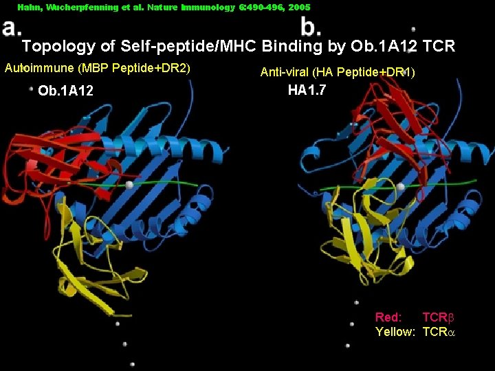 Hahn, Wucherpfenning et al. Nature Immunology 6: 490 -496, 2005 Topology of Self-peptide/MHC Binding