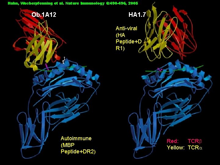 Hahn, Wucherpfenning et al. Nature Immunology 6: 490 -496, 2005 Ob. 1 A 12