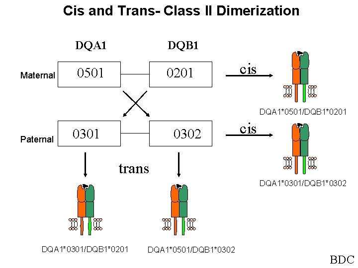 Cis and Trans- Class II Dimerization Maternal DQA 1 DQB 1 0501 0201 cis