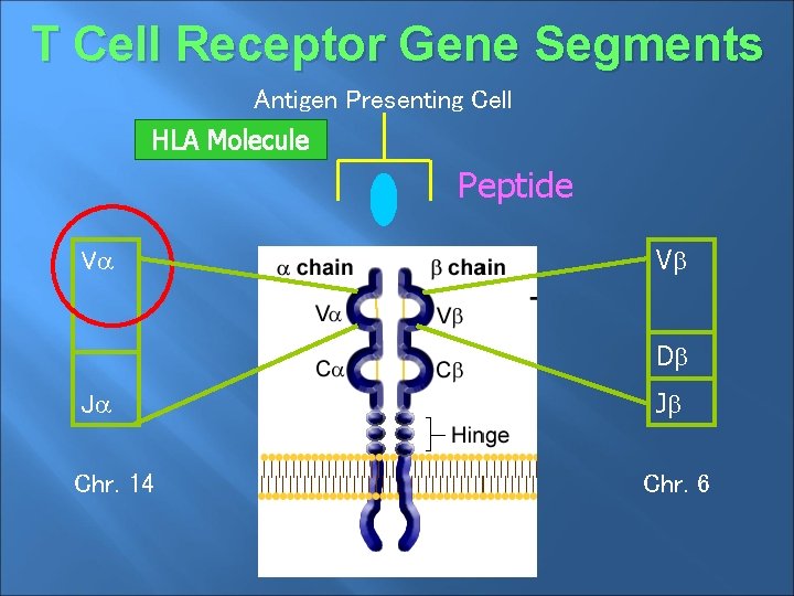 T Cell Receptor Gene Segments Antigen Presenting Cell HLA Molecule Peptide V V D