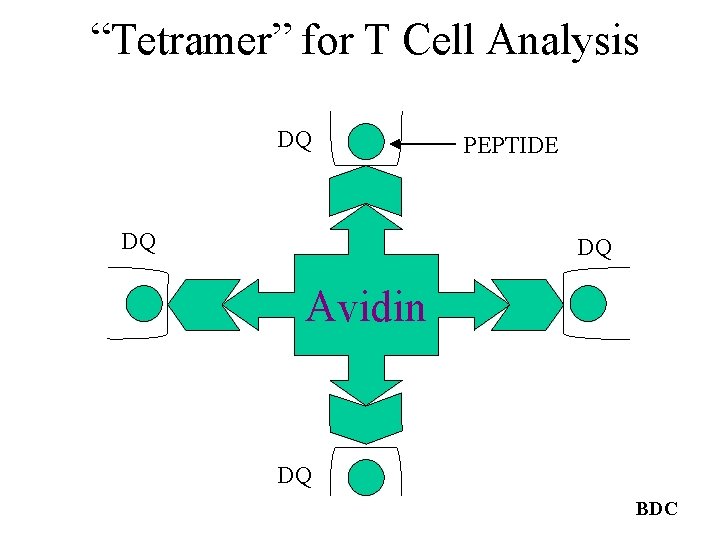 “Tetramer” for T Cell Analysis DQ DQ PEPTIDE DQ Avidin DQ BDC 