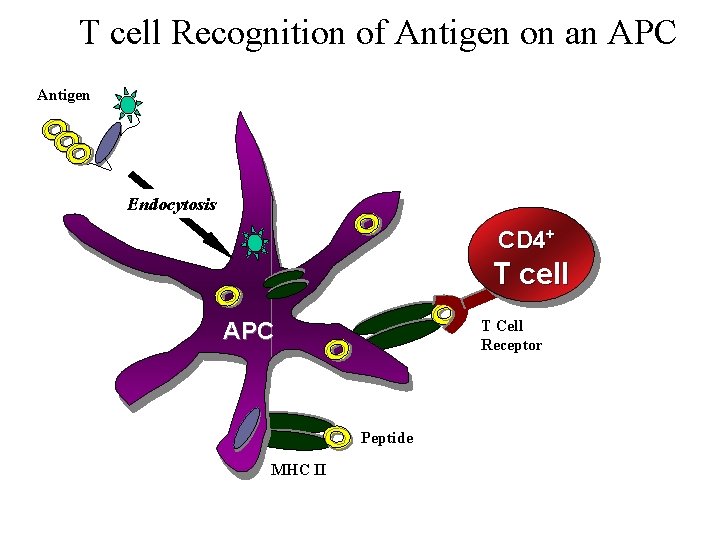 T cell Recognition of Antigen on an APC Antigen Endocytosis CD 4+ T cell