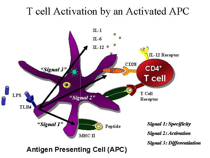 T cell Activation by an Activated APC IL-1 IL-6 IL-12 Receptor CD 28 “Signal