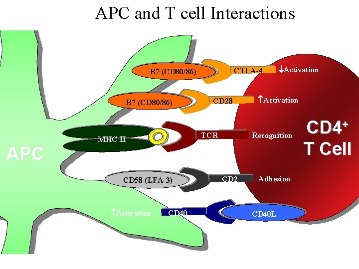APC and T cell Interactions CTLA-4 B 7 (CD 80/86) CD 28 Activation Recognition