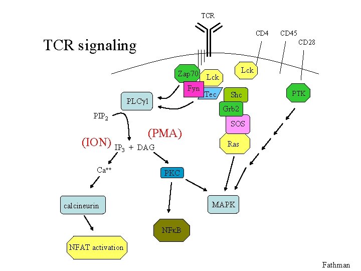 TCR CD 4 TCR signaling CD 28 PLC 1 Zap 70 Lck Fyn Tec