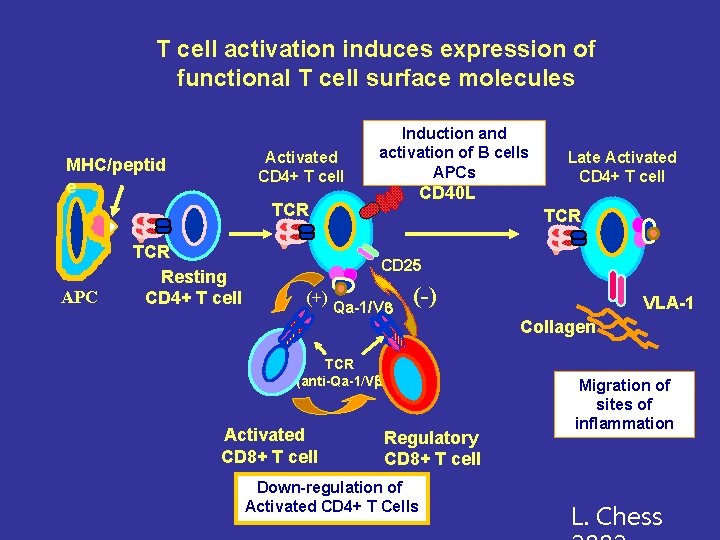 T cell activation induces expression of functional T cell surface molecules Activated CD 4+