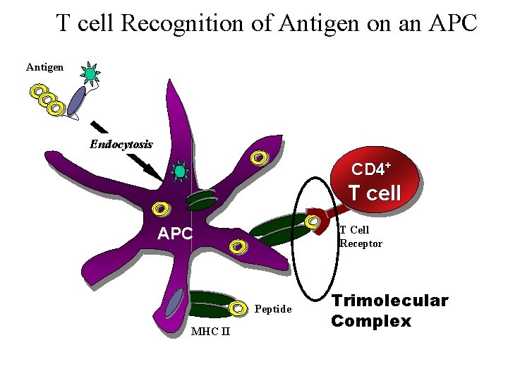 T cell Recognition of Antigen on an APC Antigen Endocytosis CD 4+ T cell