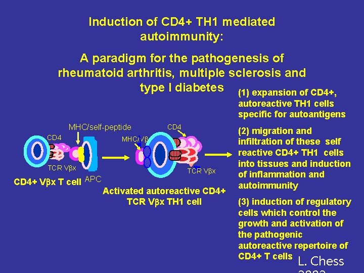 Induction of CD 4+ TH 1 mediated autoimmunity: A paradigm for the pathogenesis of