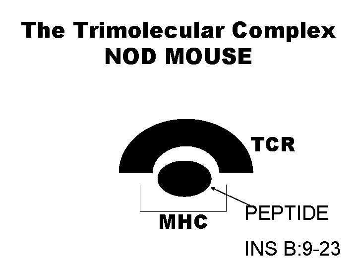 The Trimolecular Complex NOD MOUSE TCR MHC PEPTIDE INS B: 9 -23 