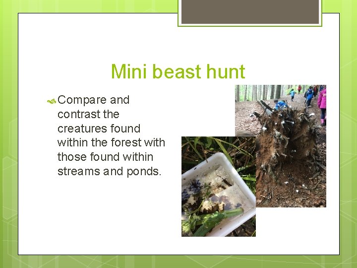 Mini beast hunt Compare and contrast the creatures found within the forest with those