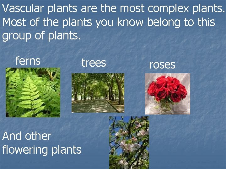 Vascular plants are the most complex plants. Most of the plants you know belong