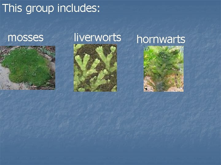 This group includes: mosses liverworts hornwarts 