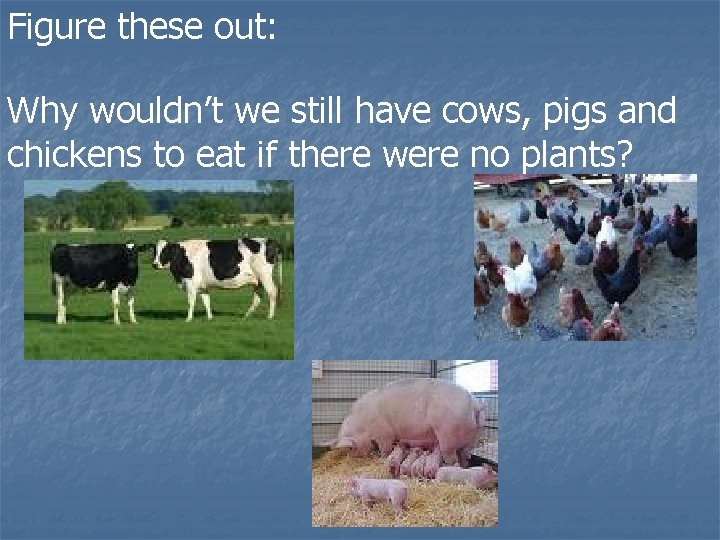 Figure these out: Why wouldn’t we still have cows, pigs and chickens to eat