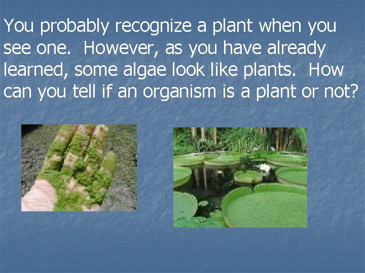 You probably recognize a plant when you see one. However, as you have already