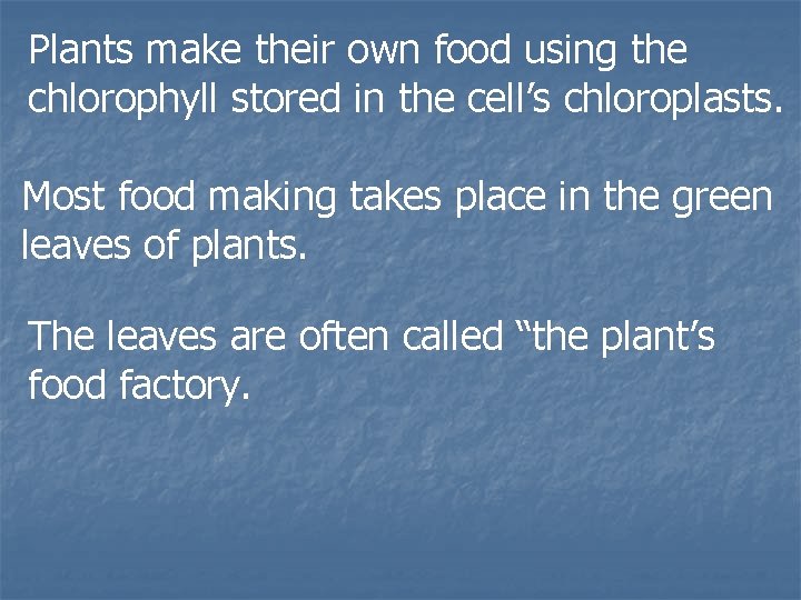 Plants make their own food using the chlorophyll stored in the cell’s chloroplasts. Most