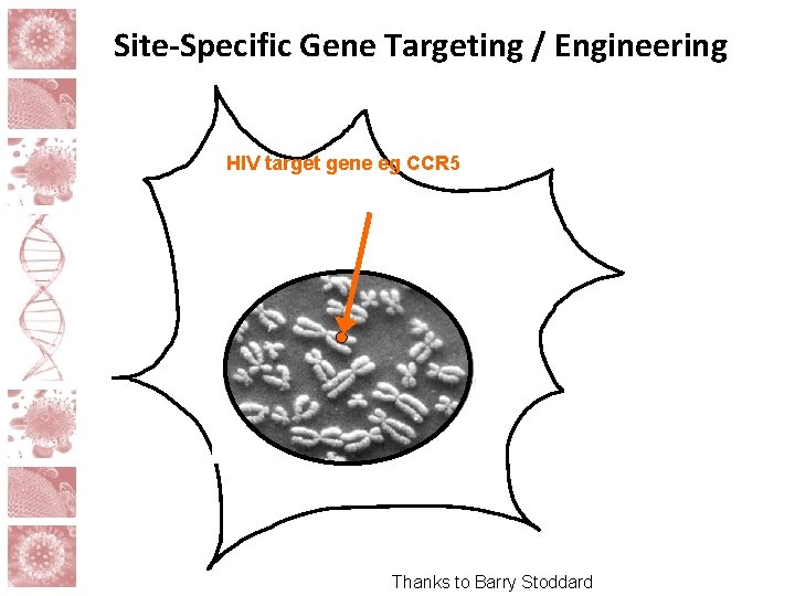 Site-Specific Gene Targeting / Engineering HIV target gene eg CCR 5 Thanks to Barry