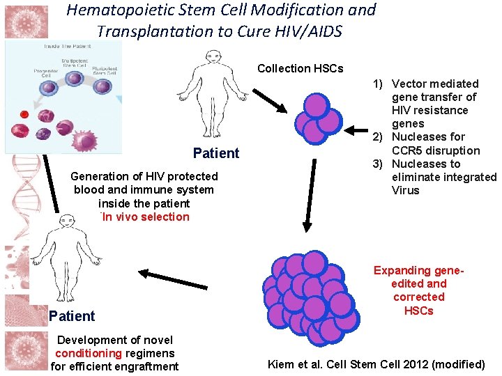 Hematopoietic Stem Cell Modification and Transplantation to Cure HIV/AIDS Collection HSCs Patient Generation of Hematopoietic Stem Cell Modification and Transplantation to Cure HIV/AIDS Collection HSCs Patient Generation of