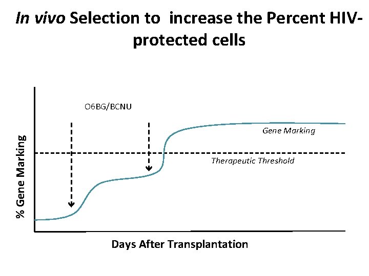 In vivo Selection to increase the Percent HIVprotected cells % Gene Marking O 6