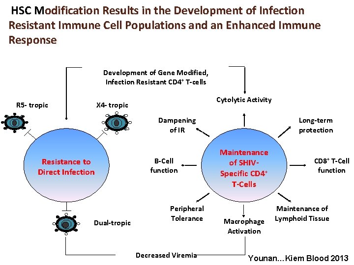 HSC Modification Results in the Development of Infection Resistant Immune Cell Populations and an