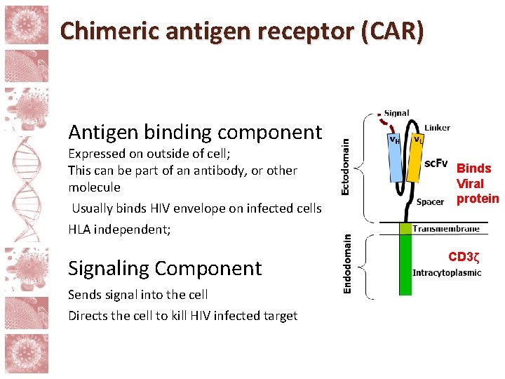 Chimeric antigen receptor (CAR) Antigen binding component Expressed on outside of cell; This can