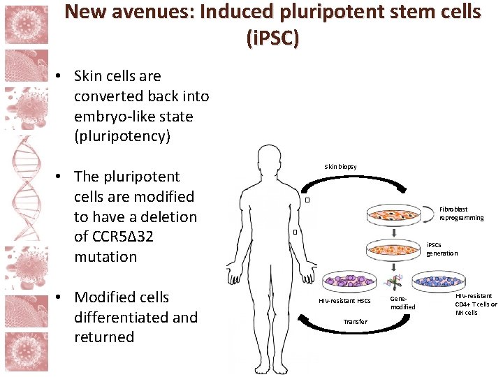 New avenues: Induced pluripotent stem cells (i. PSC) • Skin cells are converted back