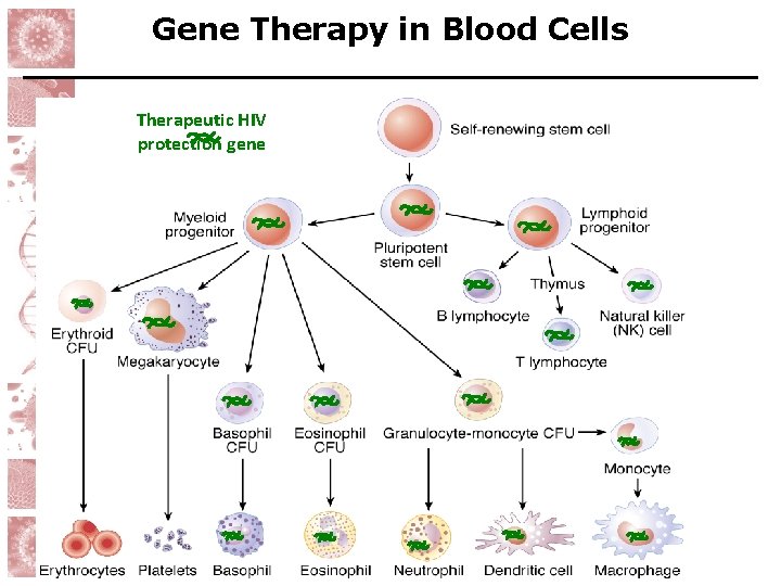 Gene Therapy in Blood Cells Therapeutic HIV protection gene 