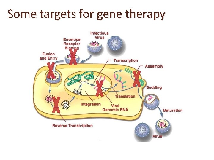 Some targets for gene therapy 