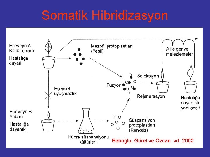 Somatik Hibridizasyon Baboğlu, Gürel ve Özcan vd. 2002 