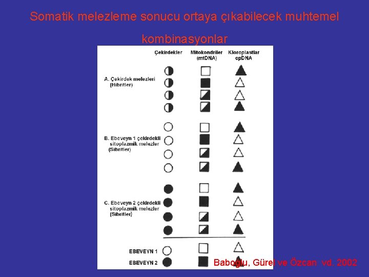 Somatik melezleme sonucu ortaya çıkabilecek muhtemel kombinasyonlar Baboğlu, Gürel ve Özcan vd. 2002 