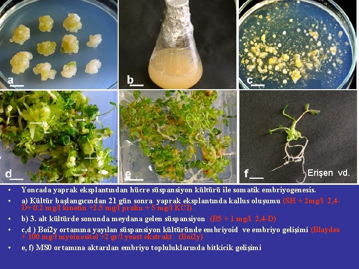 Erişen vd. • • • Yoncada yaprak eksplantından hücre süspansiyon kültürü ile somatik embriyogenesis.