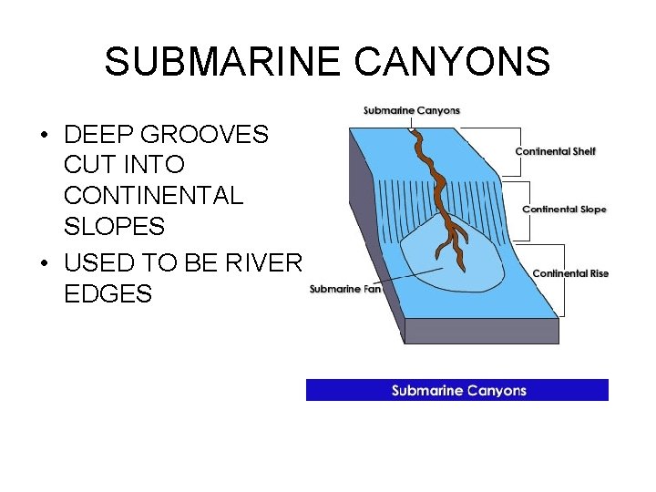 SUBMARINE CANYONS • DEEP GROOVES CUT INTO CONTINENTAL SLOPES • USED TO BE RIVER