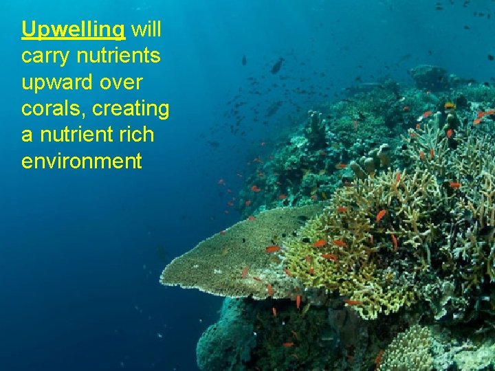 Upwelling will carry nutrients upward over corals, creating a nutrient rich environment 