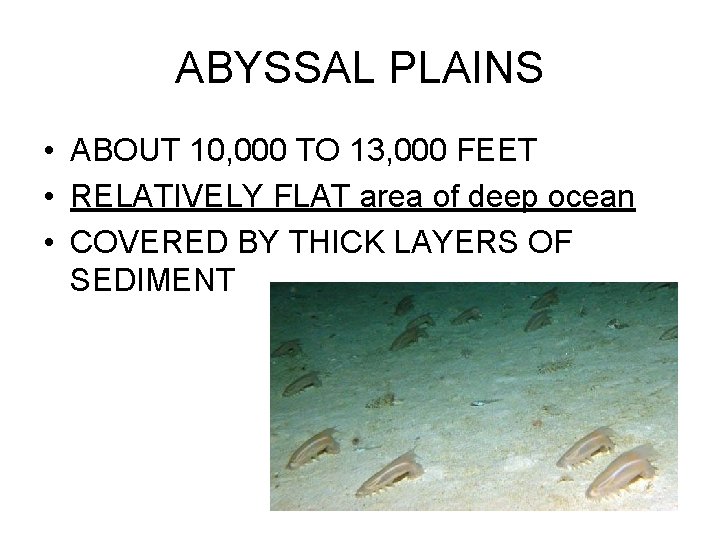 ABYSSAL PLAINS • ABOUT 10, 000 TO 13, 000 FEET • RELATIVELY FLAT area
