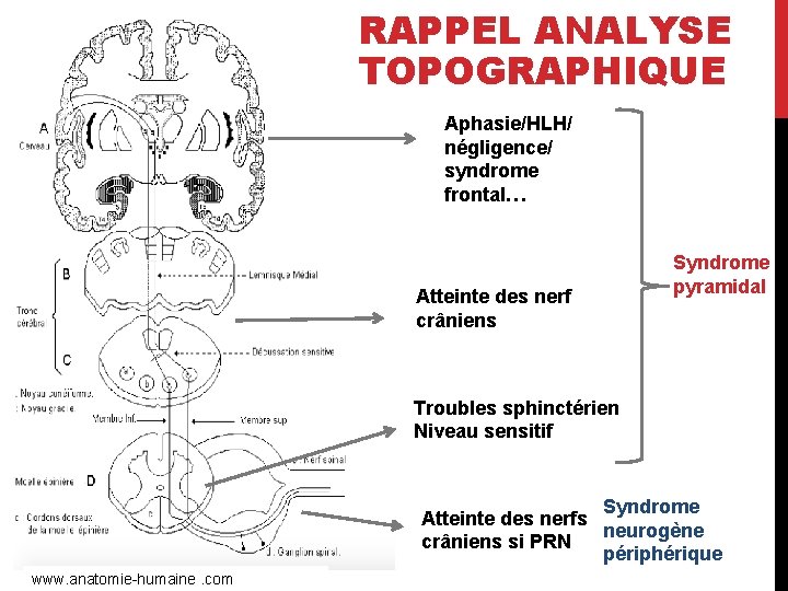 RAPPEL ANALYSE TOPOGRAPHIQUE Aphasie/HLH/ négligence/ syndrome frontal… Atteinte des nerf crâniens Syndrome pyramidal Troubles