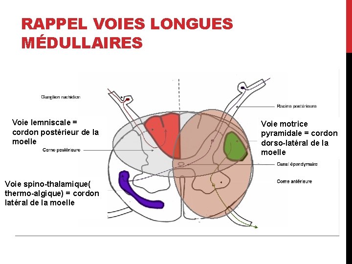 RAPPEL VOIES LONGUES MÉDULLAIRES Voie lemniscale = cordon postérieur de la moelle Voie spino-thalamique(