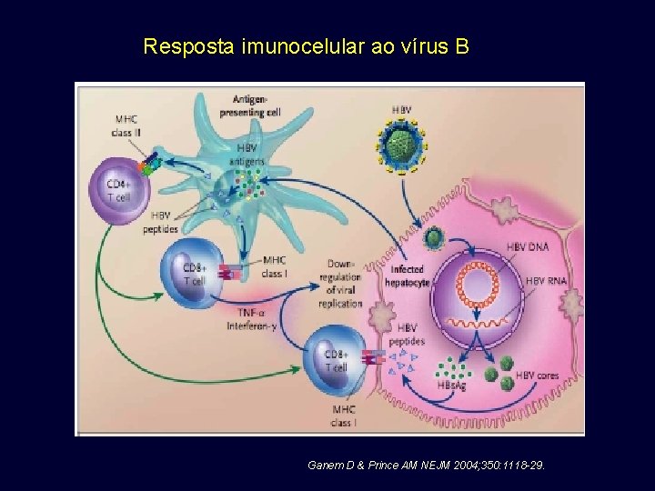 Resposta imunocelular ao vírus B Ganem D & Prince AM NEJM 2004; 350: 1118