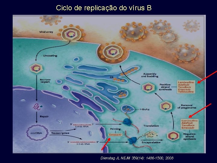 Ciclo de replicação do vírus B Dienstag JL NEJM 359(14): 1486 -1500, 2008 