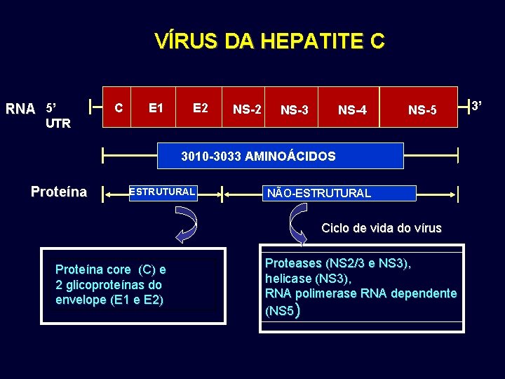 VÍRUS DA HEPATITE C RNA 5’ C E 1 E 2 UTR NS-2 NS-3