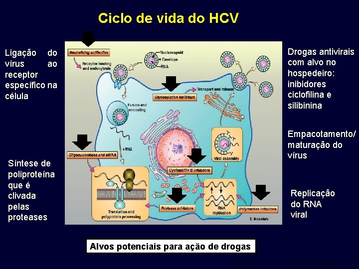 Ciclo de vida do HCV Drogas antivirais com alvo no hospedeiro: inibidores ciclofilina e
