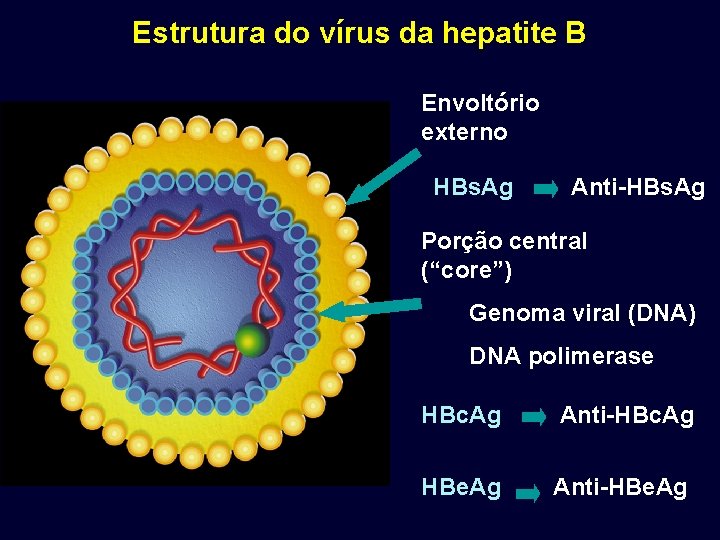 Estrutura do vírus da hepatite B Envoltório externo HBs. Ag Anti-HBs. Ag Porção central