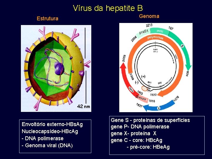 Vírus da hepatite B Genoma Estrutura 1 pre. S preco re 42 nm Envoltório Vírus da hepatite B Genoma Estrutura 1 pre. S preco re 42 nm Envoltório