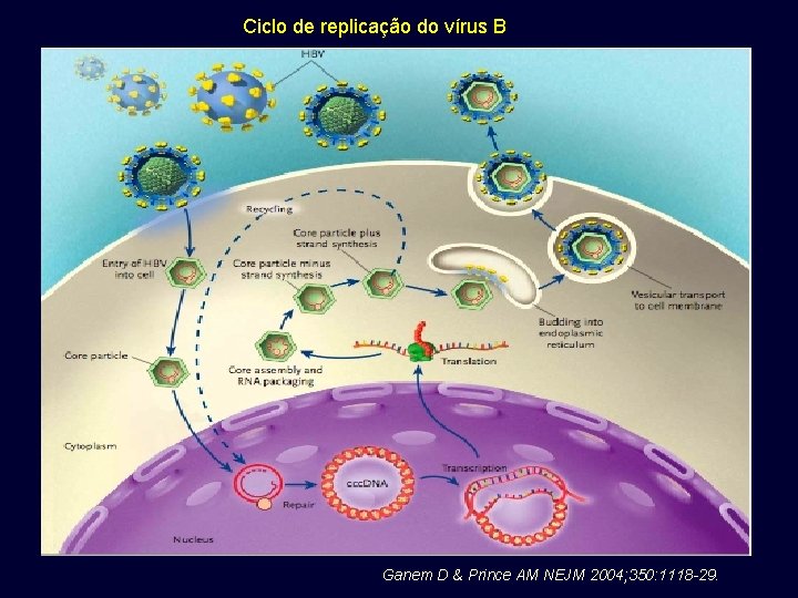 Ciclo de replicação do vírus B Ganem D & Prince AM NEJM 2004; 350: