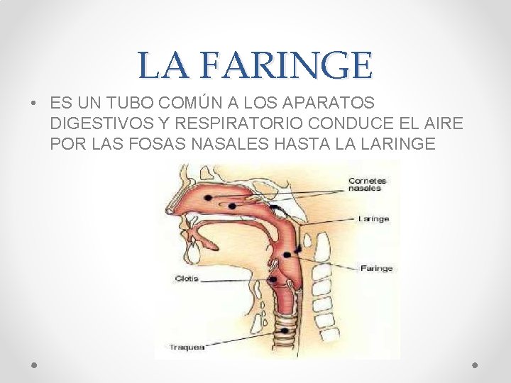 LA FARINGE • ES UN TUBO COMÚN A LOS APARATOS DIGESTIVOS Y RESPIRATORIO CONDUCE