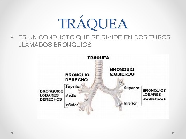 TRÁQUEA • ES UN CONDUCTO QUE SE DIVIDE EN DOS TUBOS LLAMADOS BRONQUIOS 