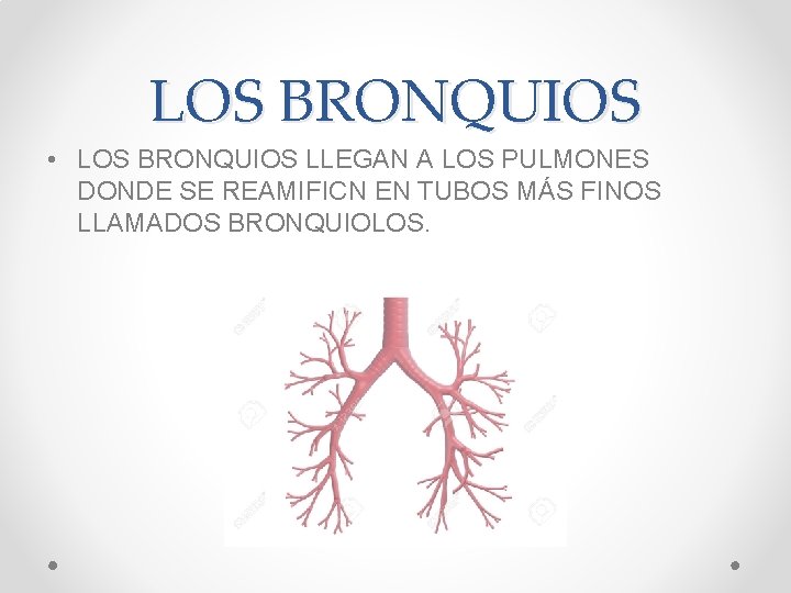 LOS BRONQUIOS • LOS BRONQUIOS LLEGAN A LOS PULMONES DONDE SE REAMIFICN EN TUBOS