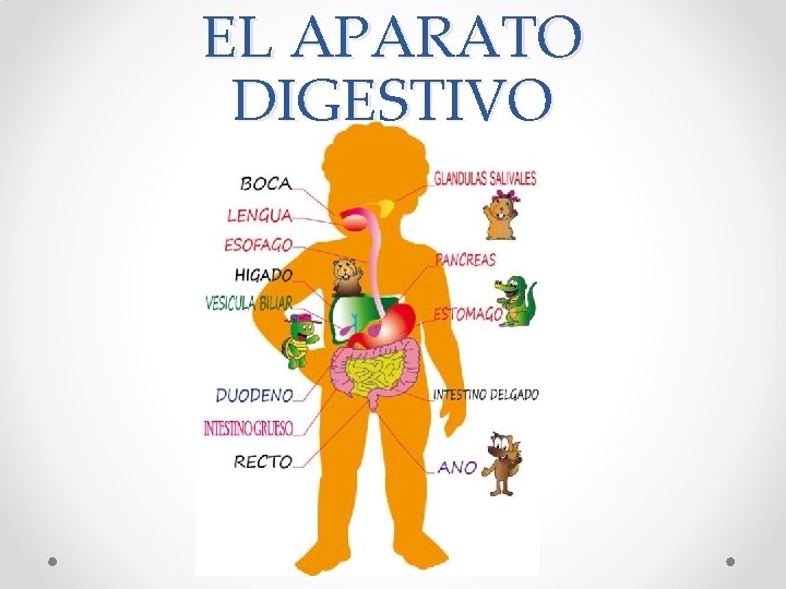 EL APARATO DIGESTIVO 